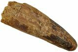Fossil Spinosaurus Tooth - Huge Dinosaur Tooth #227273-1